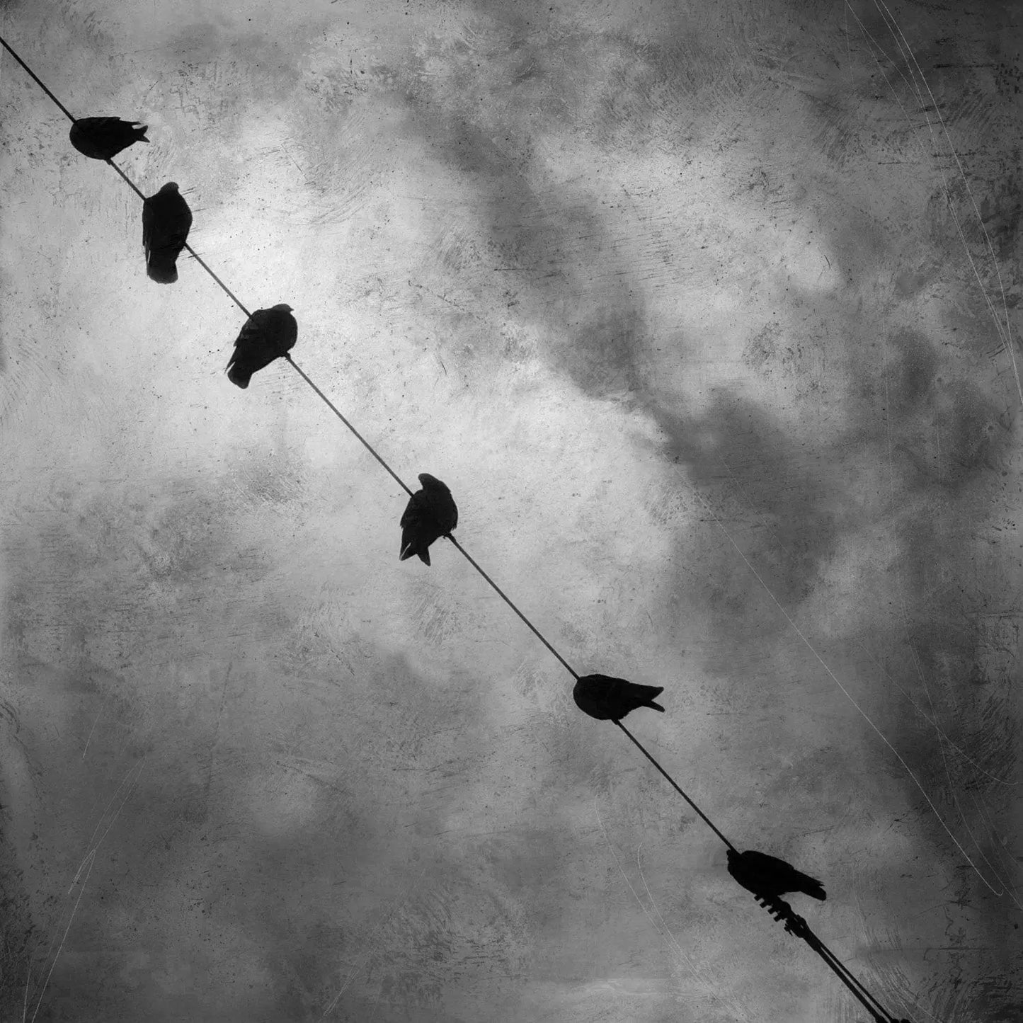 Gloria Baker Feinstein Fine Art Photography Birds on a Wire Bird Art Prints