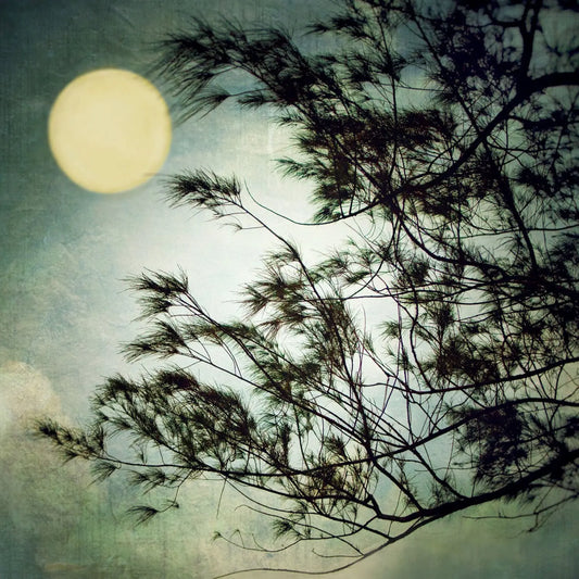 Gloria Baker Feinstein Fine Art Photography Full Moon Bird Art Prints