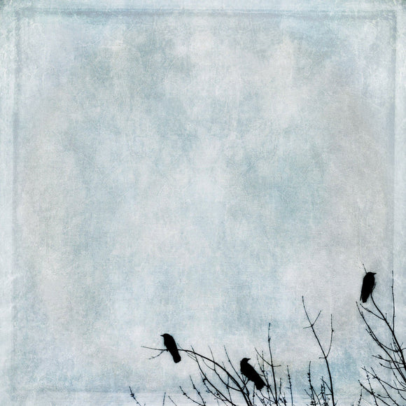 Gloria Baker Feinstein Fine Art Photography Three Crows Bird Art Prints