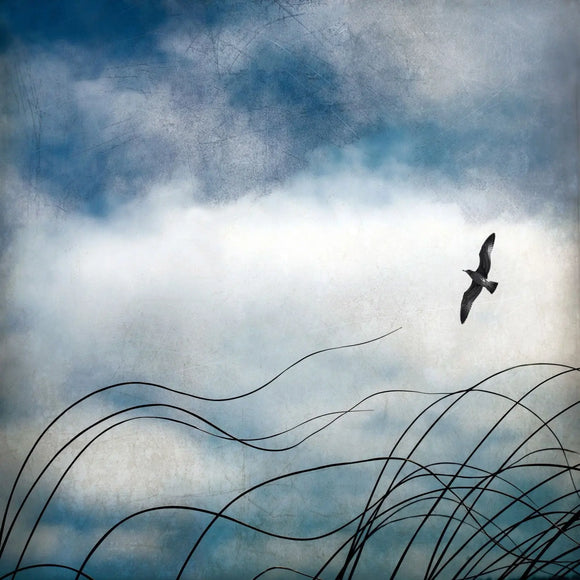 Gloria Baker Feinstein Fine Art Photography Beach Grass and Seagull Bird Art Prints