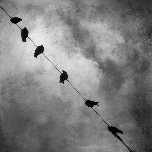 Gloria Baker Feinstein Fine Art Photography Birds on a Wire Bird Art Prints