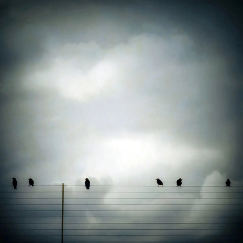 Gloria Baker Feinstein Fine Art Photography Six Birds Art Prints