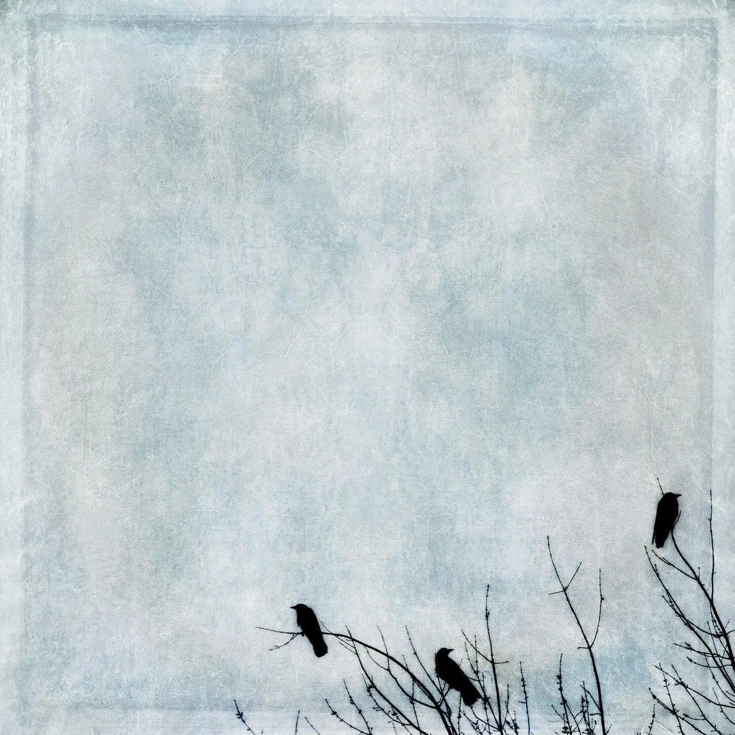 Gloria Baker Feinstein Fine Art Photography Three Crows Bird Art Prints