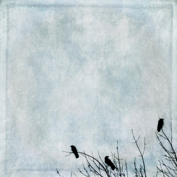 Gloria Baker Feinstein Fine Art Photography Three Crows Bird Art Prints