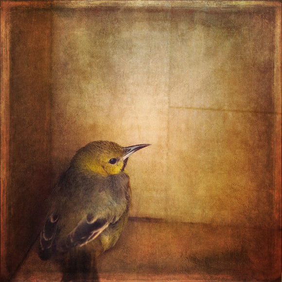 Gloria Baker Feinstein Fine Art Photography Yellow Bird Art Prints