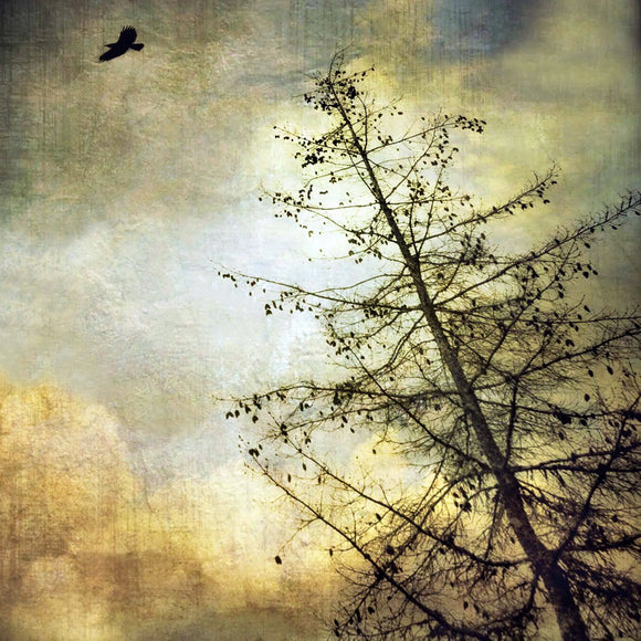 Gloria Feinstein Fine Art Photography Large Crow Art Print