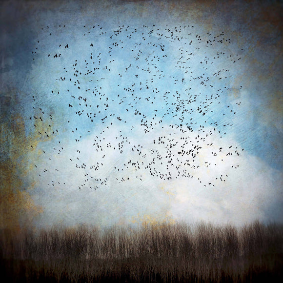 Gloria Feinstein Fine Art Photography Snow Geese In Blue Sky Art Print