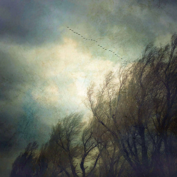 Gloria Feinstein Fine Art Photography Trees And Geese Art Print